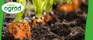 Fungistar (azoksystrobina) Twój Ogród - środek grzybobójczy 20ml 7