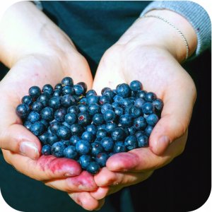 Twój Ogród Nawóz do borówek i hortensji 1kg - zmienia pH gleby (zakwasza) 3