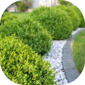 Twój Ogród Nawóz do regeneracji bukszpanów Twój Ogród 150 g 6