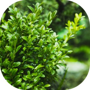 Twój Ogród Nawóz do regeneracji bukszpanów Twój Ogród 150 g 8