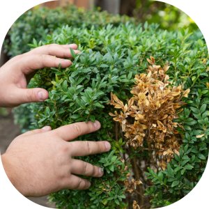 Twój Ogród Nawóz do regeneracji bukszpanów Twój Ogród 150 g 9