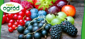 Nawóz uniwersalny Twój Ogród 4 kg 12