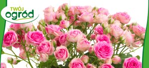 Nawóz uniwersalny Twój Ogród 4 kg 8