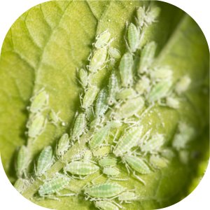 NeemAzal T/S Ziemiórki 10ml (2 x 5ml) (azadyrachtyna A) Twój Ogród - środek owadobójczy 5