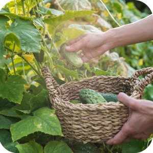 Proplant 722 SL (propamokarb) Twój Ogród - środek grzybobójczy 100ml 12