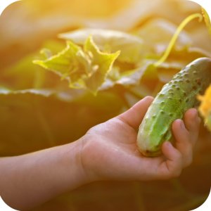 Proplant 722 SL (propamokarb) Twój Ogród - środek grzybobójczy 100ml 13