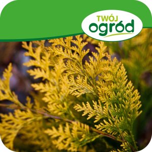 Proplant 722 SL (propamokarb) Twój Ogród - środek grzybobójczy 100ml 3