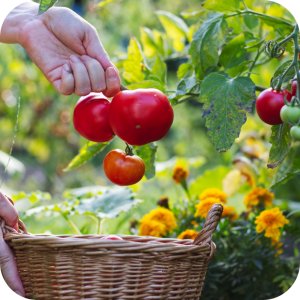 Proplant 722 SL (propamokarb) Twój Ogród - środek grzybobójczy 100ml 7