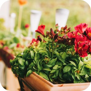 Proplant 722 SL (propamokarb) Twój Ogród - środek grzybobójczy 5ml 11