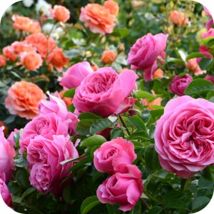 Proplant 722 SL (propamokarb) Twój Ogród - środek grzybobójczy 5ml 9