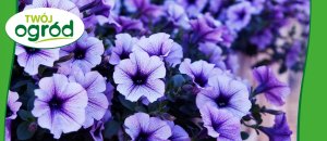 Rhizosum N Plus Twój Ogród 2w1 Rośliny Ozdobne 2,5g w zestawie Wapniak Kornicki 1kg 11