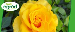 Rhizosum N Plus Twój Ogród 2w1 Rośliny Ozdobne 2,5g w zestawie Wapniak Kornicki 1kg 12