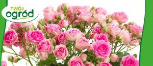 Rhizosum N Plus Twój Ogród 2w1 Rośliny Ozdobne 2,5g w zestawie Wapniak Kornicki 1kg 4