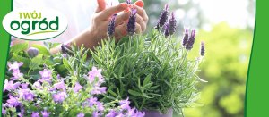 Rhizosum N Plus Twój Ogród 2w1 Rośliny Ozdobne 2,5g w zestawie Wapniak Kornicki 1kg 5