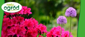 Rhizosum N Plus Twój Ogród 2w1 Rośliny Ozdobne 2,5g w zestawie Wapniak Kornicki 1kg 6