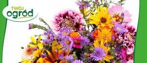 Rhizosum N Plus Twój Ogród 2w1 Rośliny Ozdobne 2,5g w zestawie Wapniak Kornicki 1kg 7