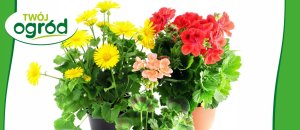 Rhizosum N Plus Twój Ogród 2w1 Rośliny Ozdobne 2,5g w zestawie Wapniak Kornicki 1kg 8