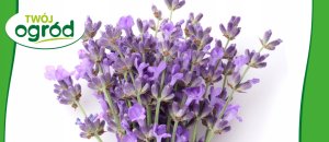 Rhizosum N Plus Twój Ogród 2w1 Rośliny Ozdobne 2,5g w zestawie Wapniak Kornicki 1kg 9