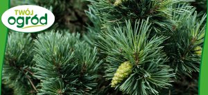 Twój Ogród U-Korzonek D Iglaki i Sadzonki Zdrewniałe 10g Twój Ogród - aktywuje ukorzenianie 3