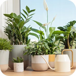 Ziemia podłoże do roślin zielonych 5l (kwasy humusowe) Twój Ogród 3