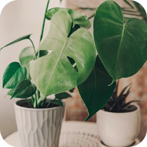 Ziemia podłoże do roślin zielonych 5l (kwasy humusowe) Twój Ogród 6