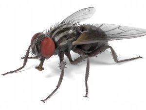 Ekologiczna pułapka lepowa na muchy narożna na okno 2 sztuki Focus 5