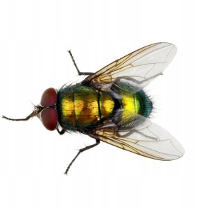 Ekologiczna pułapka lepowa na muchy narożna na okno 2 sztuki Focus 6