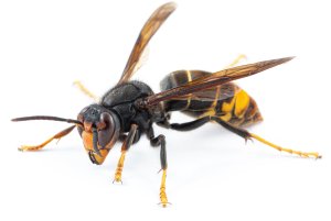 Focus Turbo Sprej MAXXX zwalcza osy i szerszenie 500ml + wężyk 2