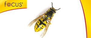 Focus piana zwalcza osy i szerszenie 300ml 3