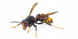 Focus piana zwalcza osy i szerszenie 500 ml 3