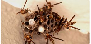 Focus piana zwalcza osy i szerszenie 500 ml 4