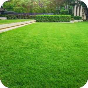 Twój Ogród Mieszanka nasion Trawa Ogrodowa 8 kg 2