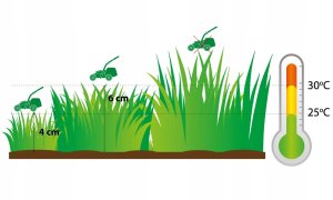 Mieszanka nasion Trawa Stadionowa Twój Ogród 4 kg 2