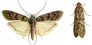 Pułapka na mole spożywcze i ubraniowe 2w1 2 sztuki Focus 4