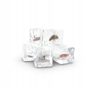 Zamrażacz na owady Focus 8