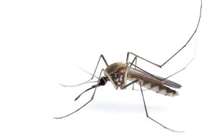 Focus Vita Koncentrat na komary, kleszcze, pająki 25ml 3