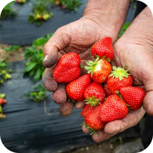 Nawóz 12-12-17 Rosafert 25 kg 15