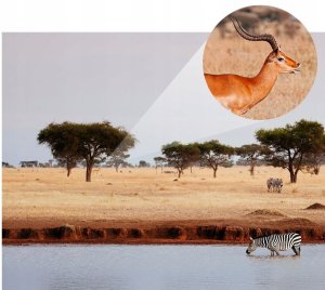 Monokular Luneta K&F ZOOM 8x 42mm BaK4 IP68 + Etui Statyw Uchwyt na Telefon 5