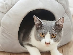 Verk Pluszowe legowisko kokon dla psa kota miękkie poduszka posłanie puszyste 7