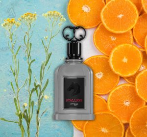 Zimaya Stallion EDP 2