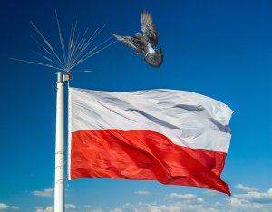 Szczytowe Nierdzewne Kolce na Ptaki Gołębie Kolce Przeciw Ptakom Gołębiom na Maszty Słupy Kominy 6