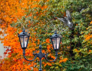 Szczytowe Nierdzewne Kolce na Ptaki Gołębie Kolce Przeciw Ptakom Gołębiom na Maszty Słupy Kominy 8