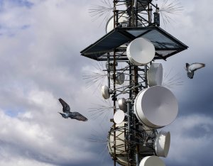 Szczytowe Nierdzewne Kolce na Ptaki Gołębie Kolce Przeciw Ptakom Gołębiom na Maszty Słupy Kominy 9