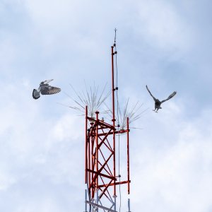 Szczytowe Nierdzewne Kolce na Ptaki Gołębie Kolce Przeciw Ptakom Gołębiom na Maszty Słupy Kominy 10