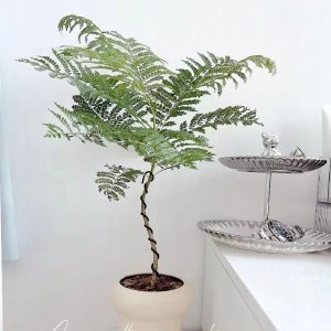 ITIMPORT SZTUCZNA Roślina JAKARANDA MIMOZA W DONICZCE REALISTYCZNA 110cm DOM BIURO 5