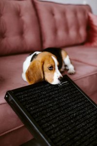 Rampa dla psa PLUTO czarna ANIMOOD 5