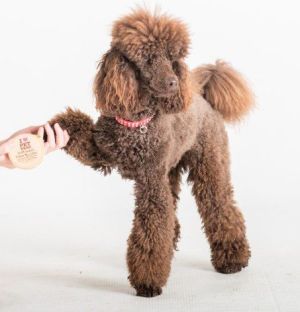 PET HEAD Oatmeal Paw Butter - maść do łap 59ml 4