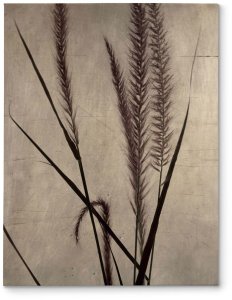Dried Grasses I - obraz na płótnie 30x40 1