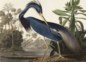Plakat 18x13cm Czapla z Luizjany, J.J. Audubon Vintage do Salonu 1