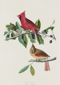Plakat 21x29,7cm Kardynał Szkarłatny, J.J.Audubon Vintage do Salonu 1